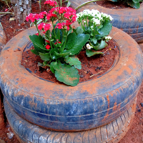 Red and white flowers in a tire planter