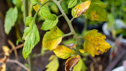 yellow tomato plant leaves