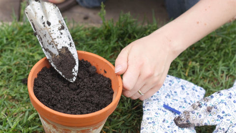 adding potting soil to terracotta pot