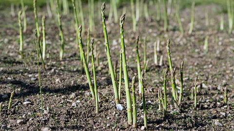 asparagus growing outside