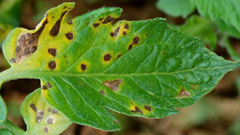 tomato leaf with brown spots bacterial disease