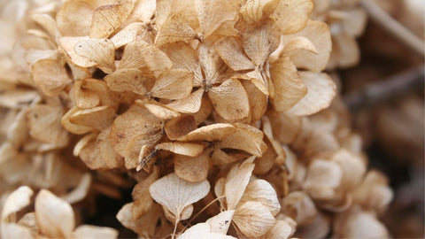 brown hydrangea leaves