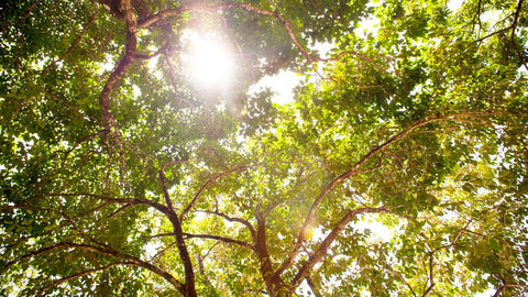 Canopy trees in forest garden