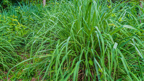 citronella grass to repel mosquitoes