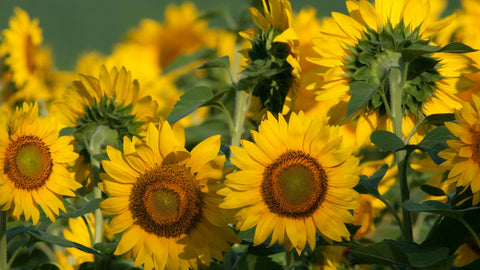 common sunflowers