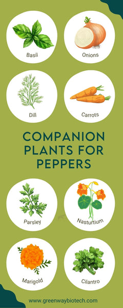 list of companion plants for pepper plants