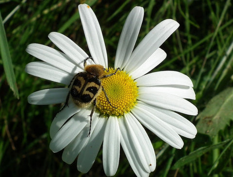 beetle on daisy pesticides