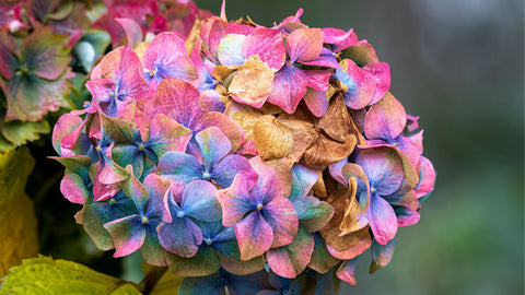 dying hydrangea