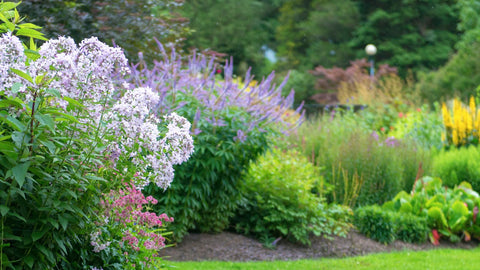 Flowers in a backyard forest garden