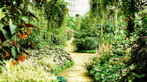 Forest garden with stone path