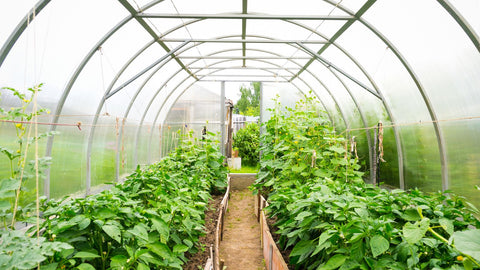 Interior of greenhouse with leafy green plants in garden beds