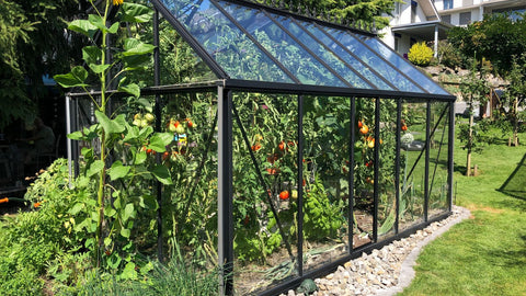 Greenhouse with glass panels in backyard for tomato plants