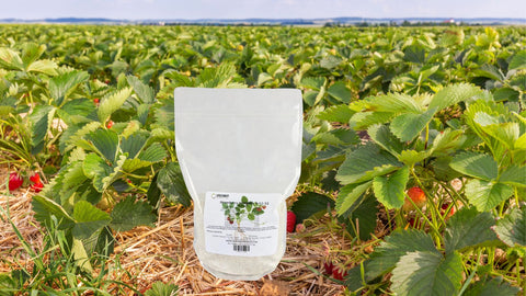 greenway biotech strawberry fertilizer for strawberry plants