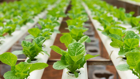 hydroponics lettuce plants