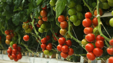 hydroponics tomato plants