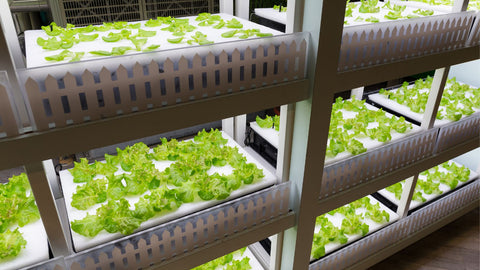 Indoor hydroponics system lettuce plants