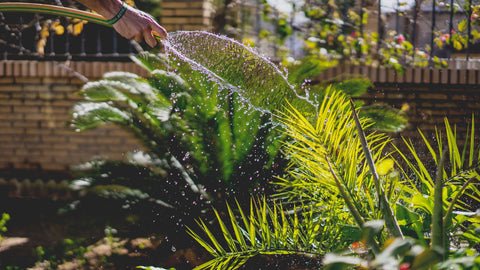 How to save water in the garden