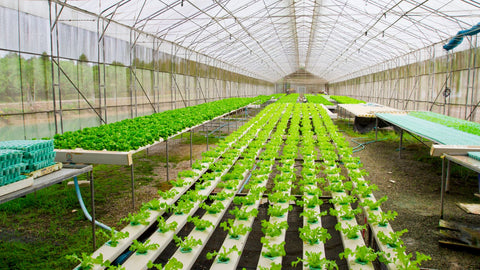 lettuce hydroponics system greenhouse
