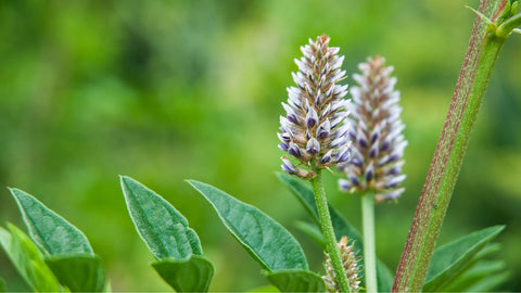 Licorice root plant for a forest garden