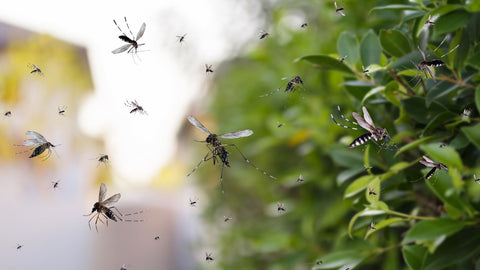 Mosquitoes flying around bush