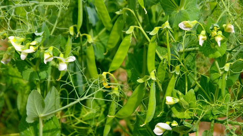 Pea plant in a forest garden