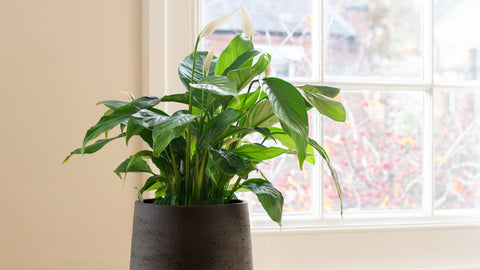 peace lily in black pot