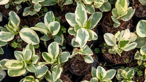 peperomia plants in pots