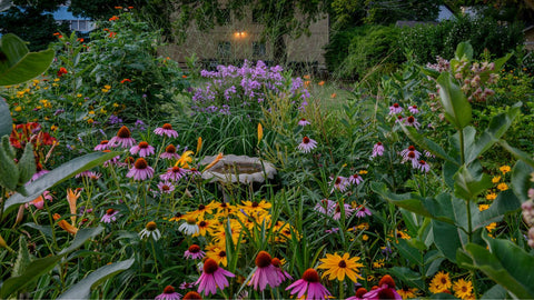 Perennials in a forest garden