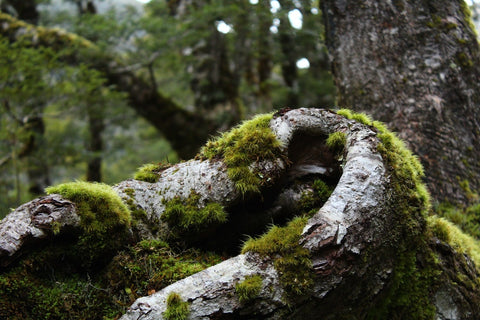 A Guide to Growing Moss in Your Garden