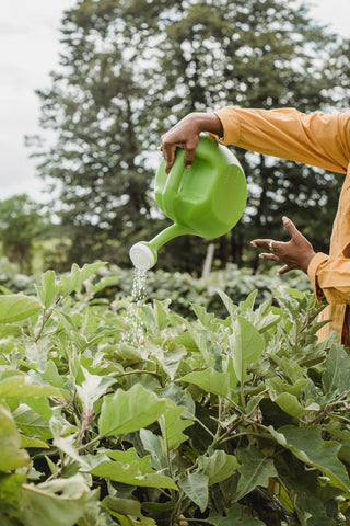 Hot Summer Watering Tips to Keep Your Home Garden Hydrated