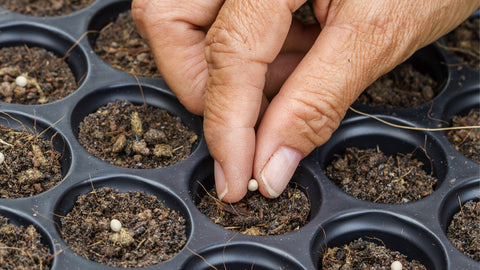 planting seeds in growing tray