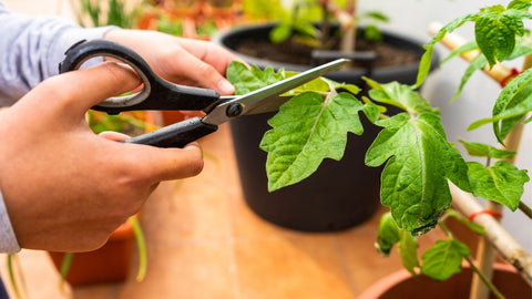 pruning tomato plants