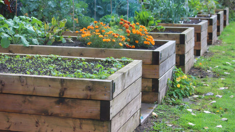 raised garden bed