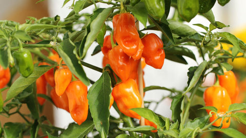 orange pepper plant