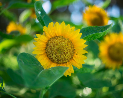 Sunflowers