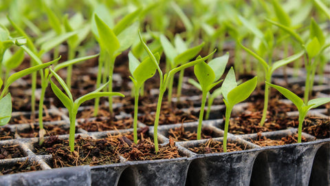 seedlings in growing tray