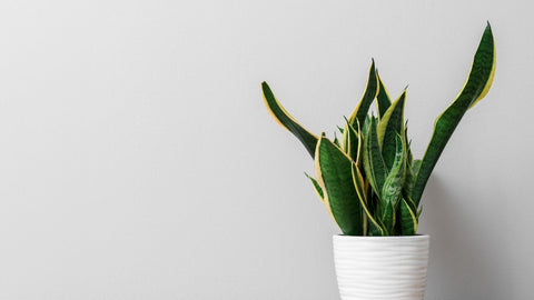 snake plant in white pot