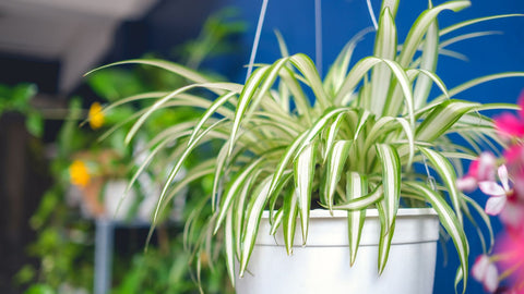 spider plant in white pot