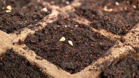 Starter soil for seedlings