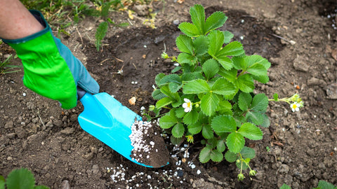 how to apply greenway biotech strawberry fertilizer