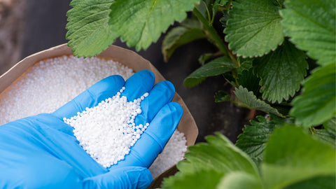 fertilizer for strawberries