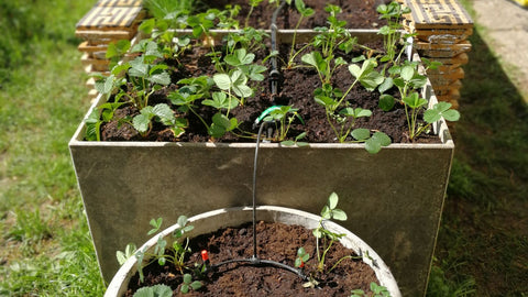 deep raised garden bed for strawberries