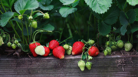 strawberries in raised garden bed