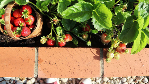 strawberry plants in 4x8 raised garden bed