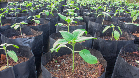 sunflower seedlings in pots