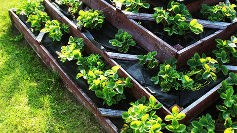 tiered raised garden bed for strawberry plants