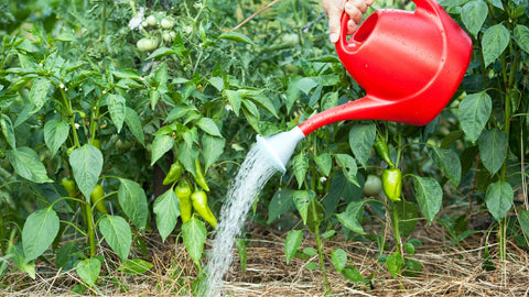 Watering pepper plants with watering can