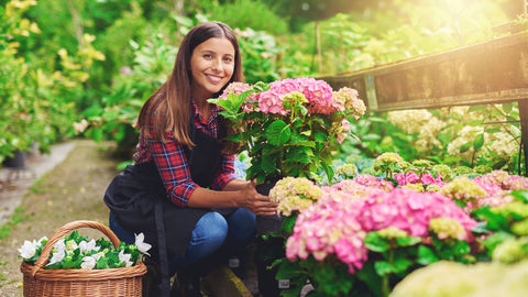 woman gardener with pink hydrangeas