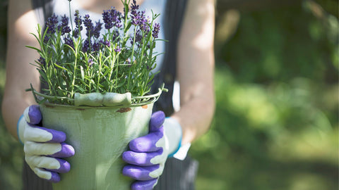 Woman holding pot of lavender to repel mosquitoes