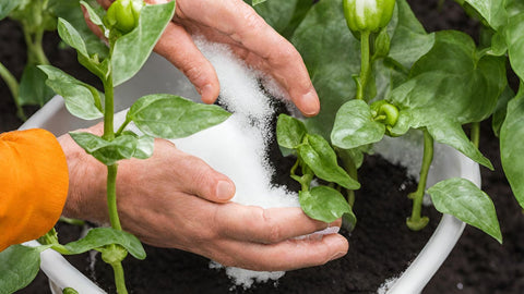 Person fertilizing bell pepper plant with Epsom Salt
